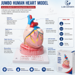 Jumbo Human Heart Model